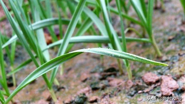 The method of growing green vegetables