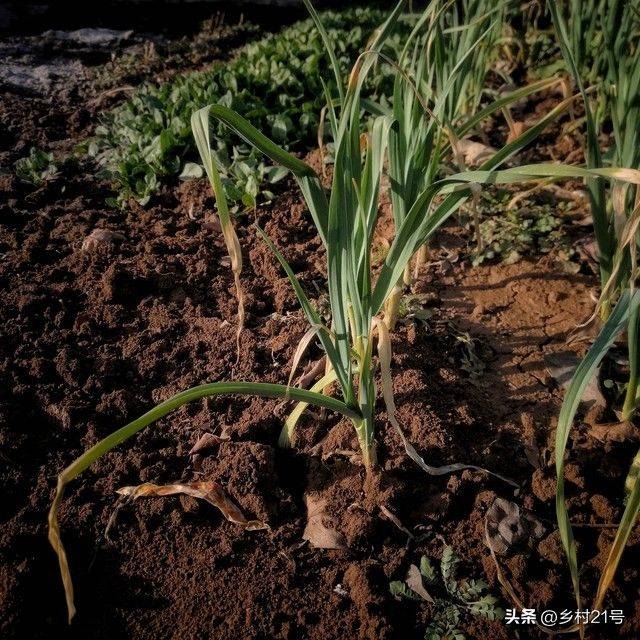 The method of growing green vegetables