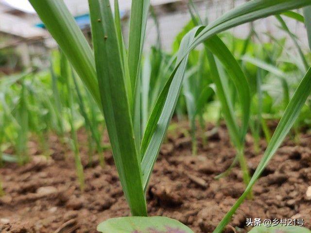 The method of growing green vegetables