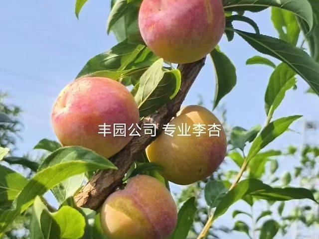Apricot 77 techniques