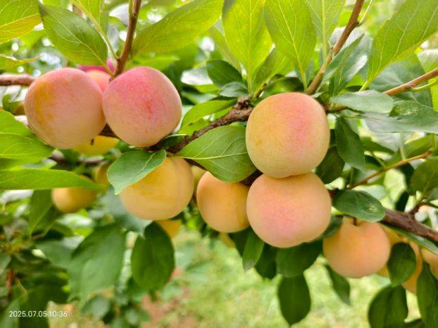 Apricot 77 techniques