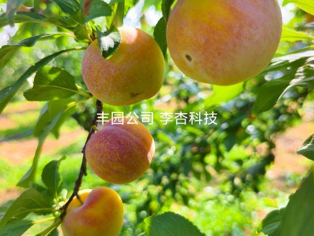 Apricot 77 techniques