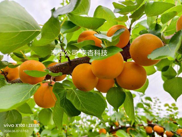 Apricot 77 techniques