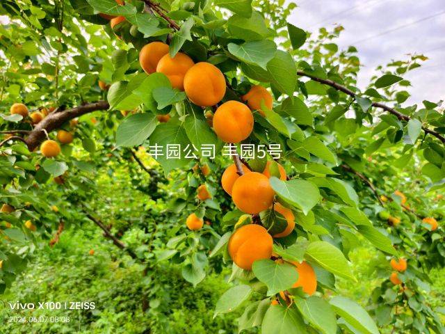 Apricot 77 techniques