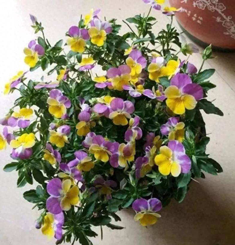 The method of planting sunflower seeds