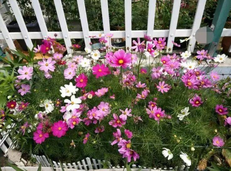 The method of planting sunflower seeds