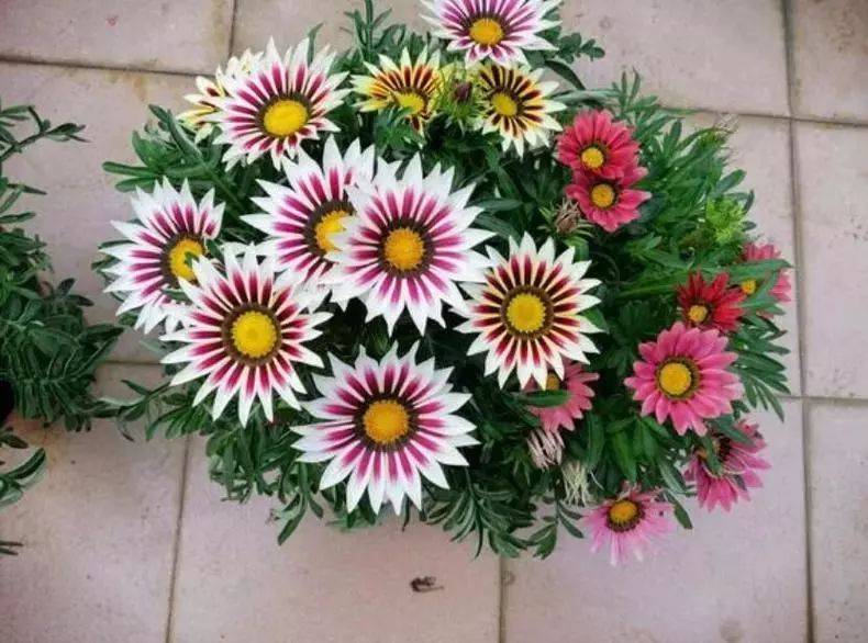 The method of planting sunflower seeds