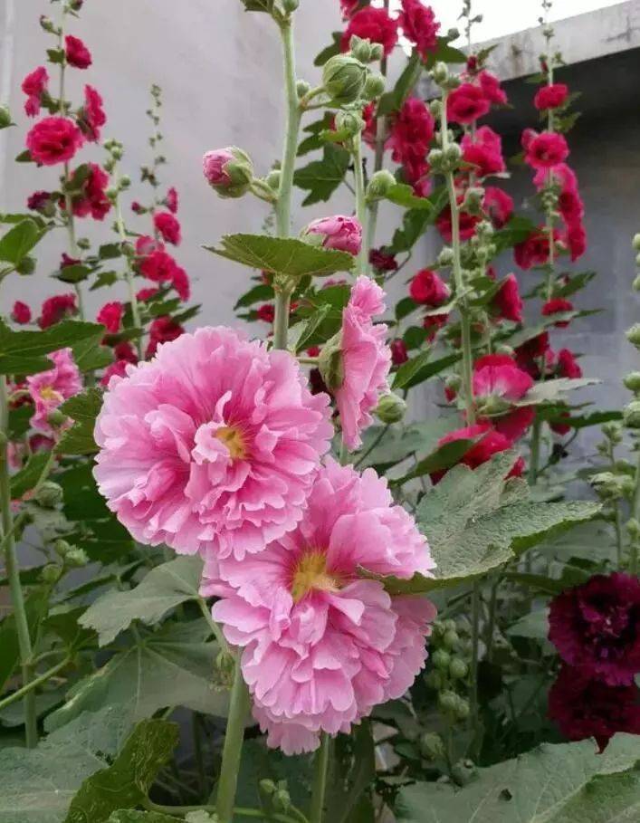 The method of planting sunflower seeds