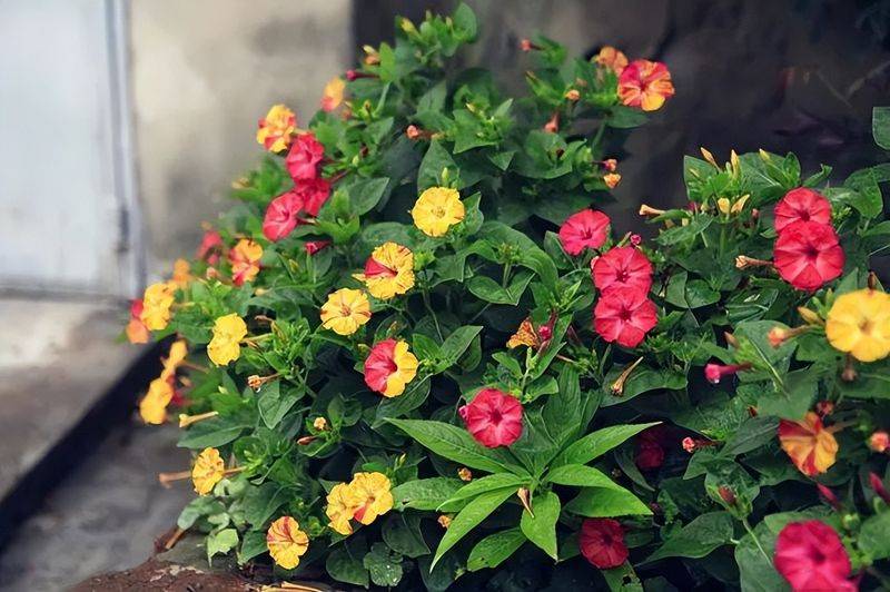 The method of planting sunflower seeds