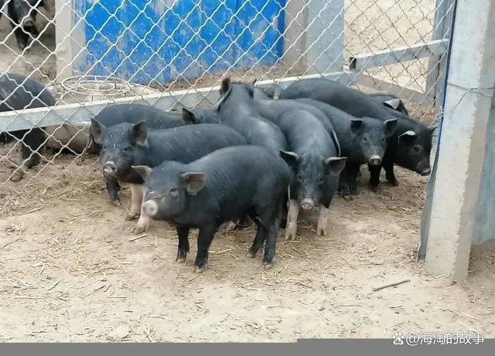 巴马香猪一只多少钱