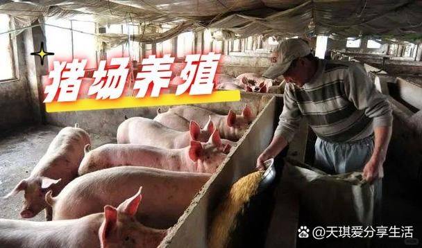 巴马香猪一只多少钱