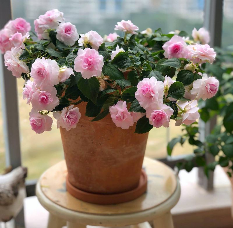 波斯菊种植方法图解