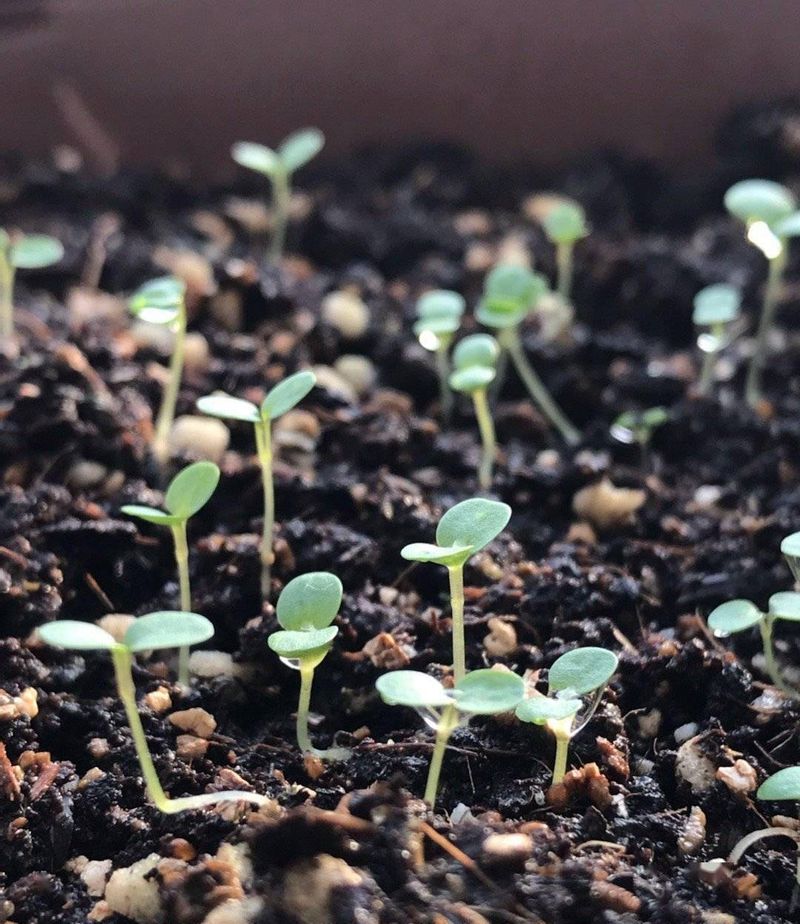 波斯菊种植方法图解