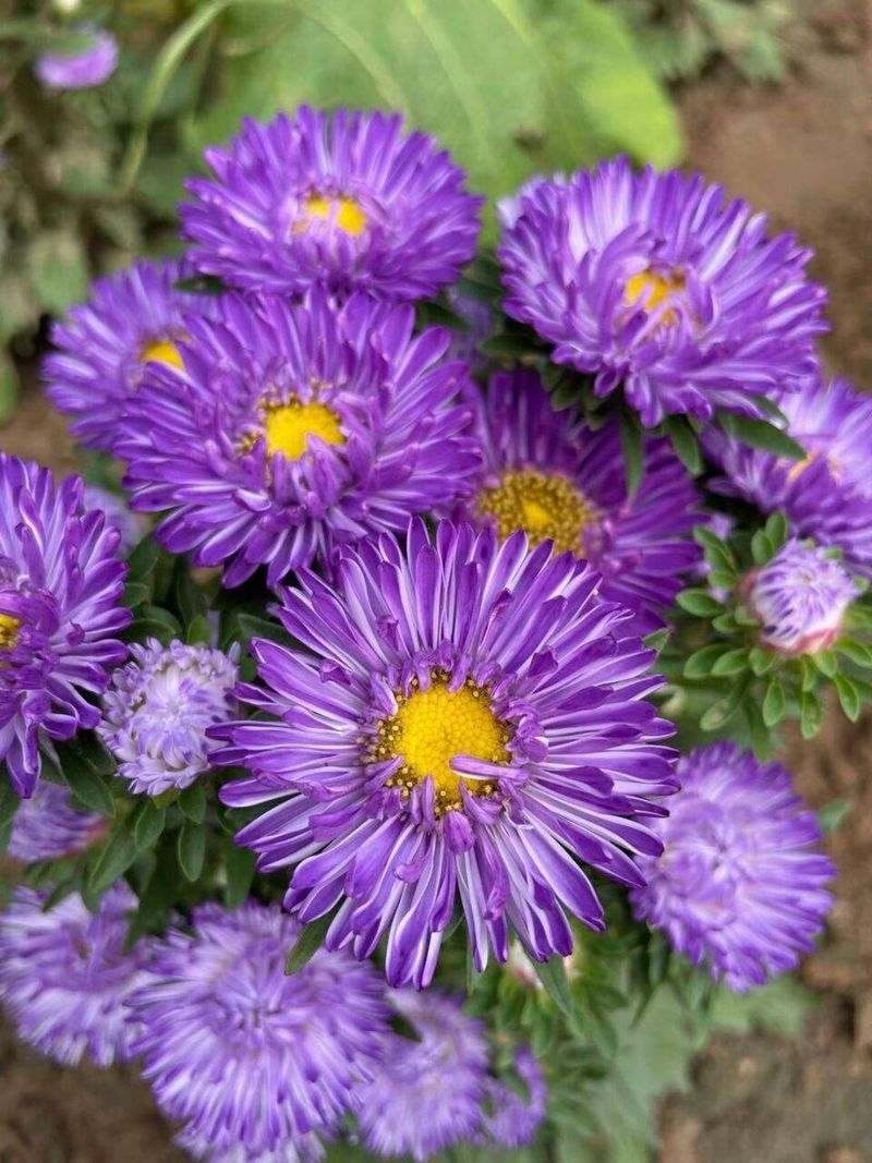 波斯菊种植方法图解