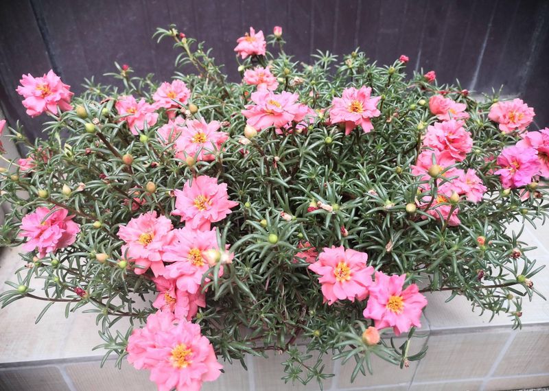 波斯菊种植方法图解