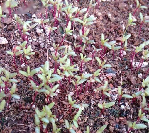 波斯菊种植方法图解