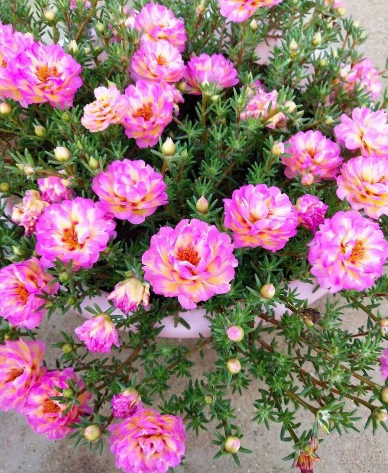 波斯菊种植方法图解