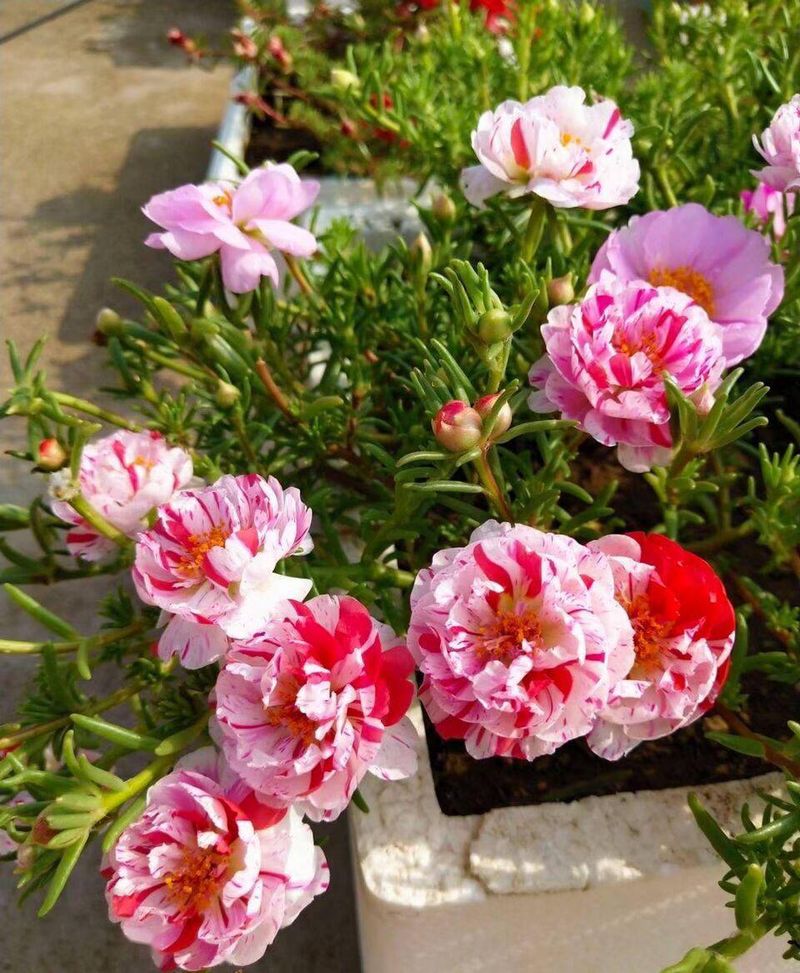 波斯菊种植方法图解