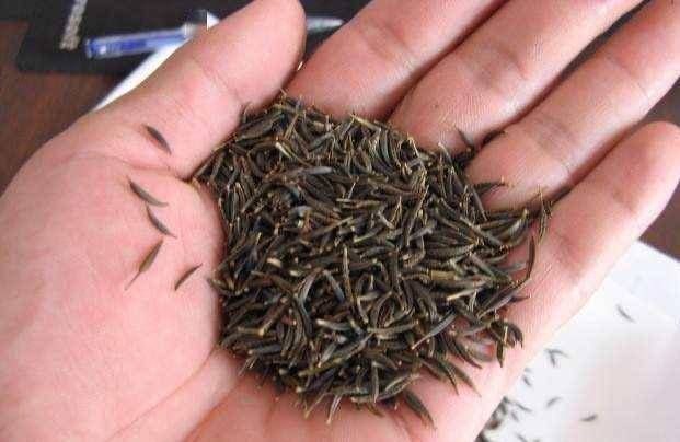 波斯菊种植方法图解