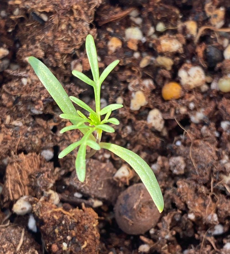 波斯菊种植方法图解