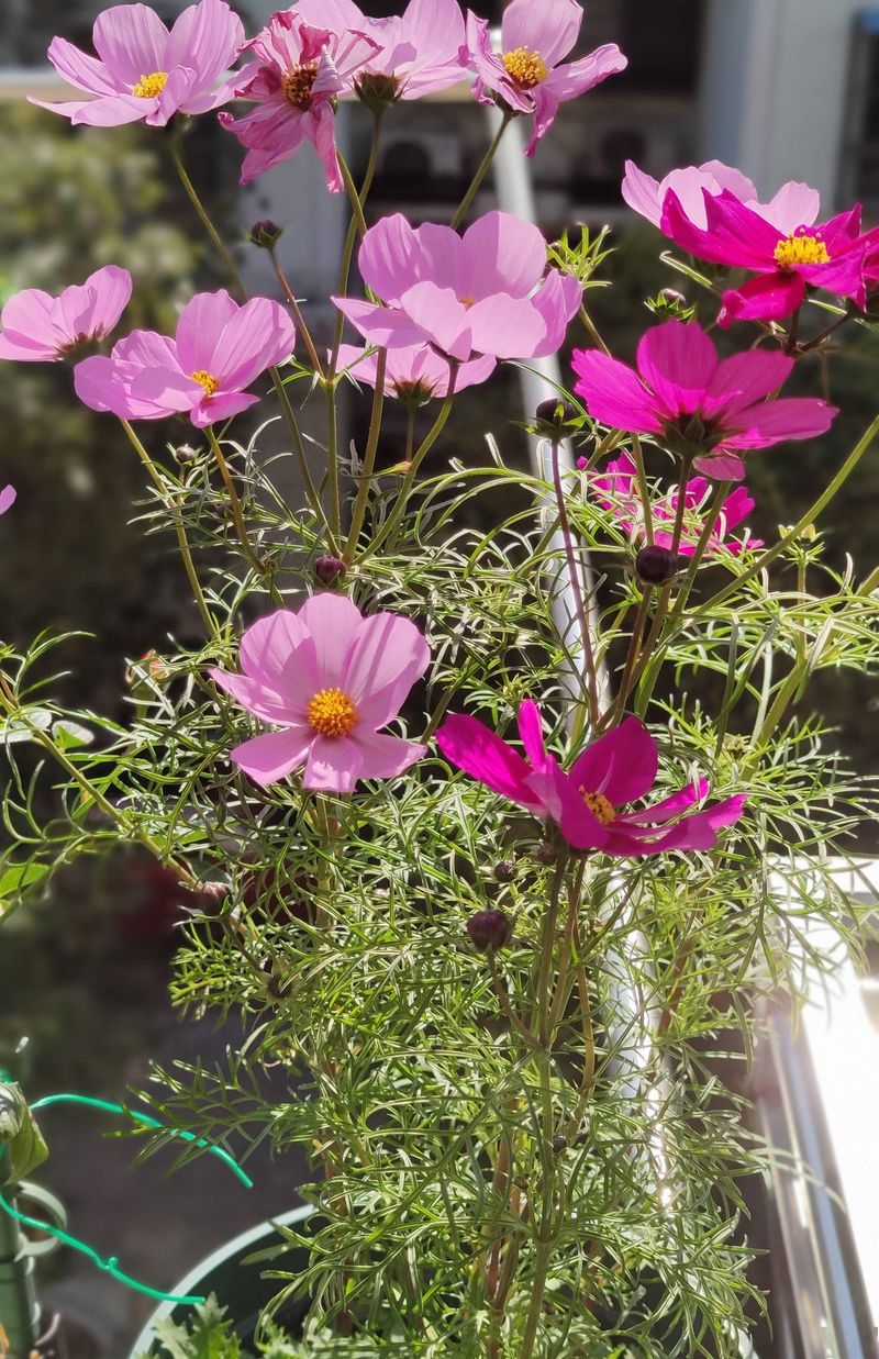 波斯菊种植方法图解
