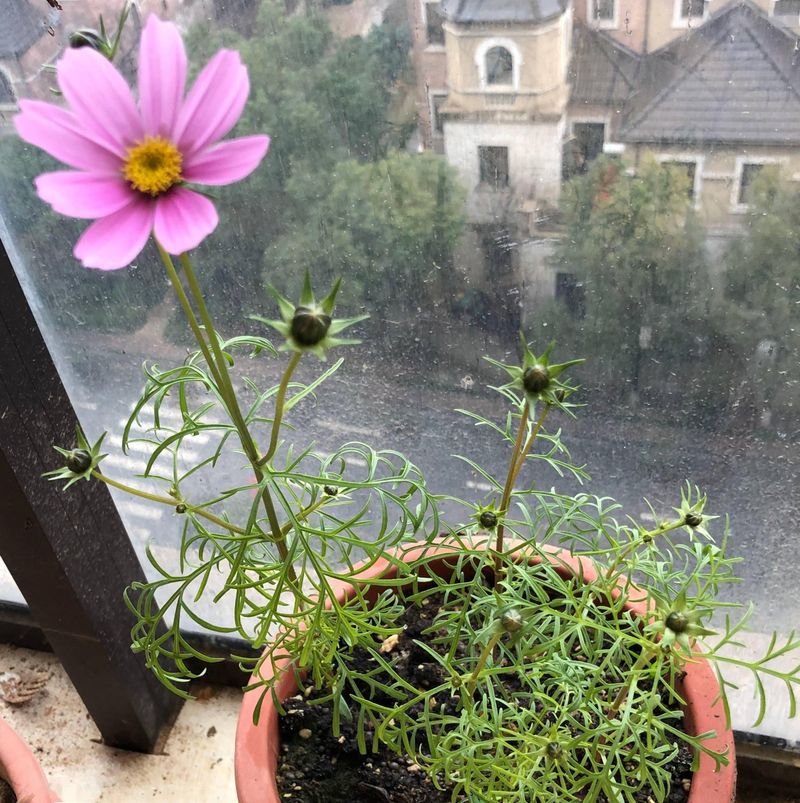波斯菊种植方法图解
