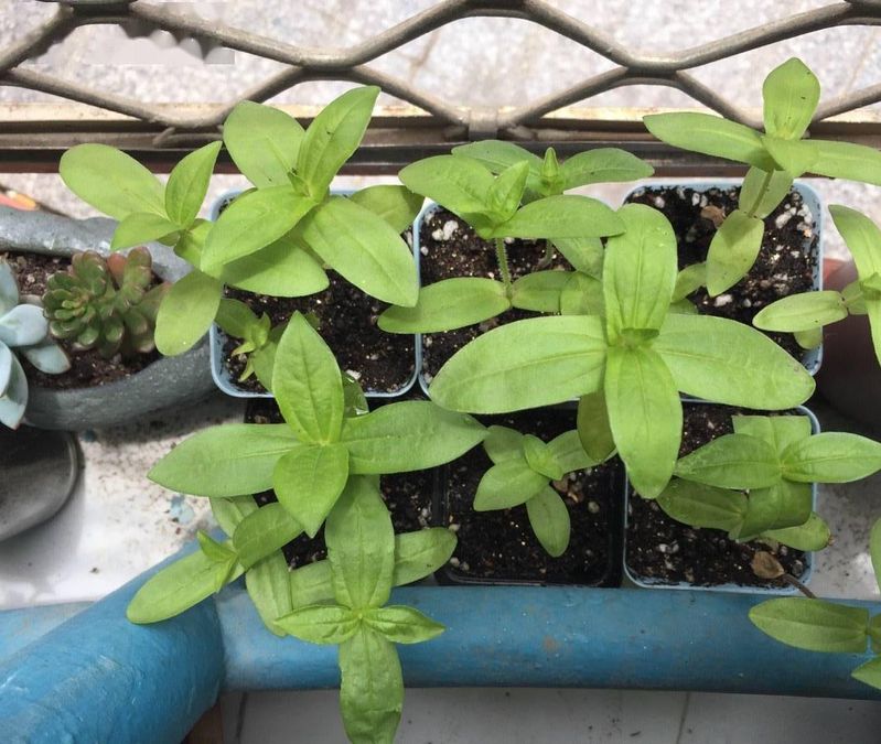 波斯菊种植方法图解