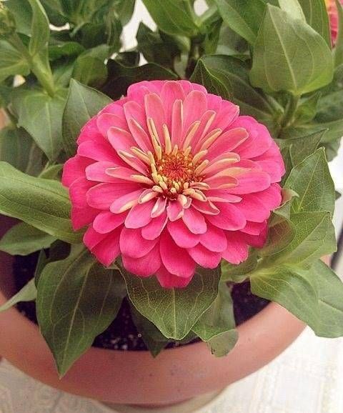 波斯菊种植方法图解
