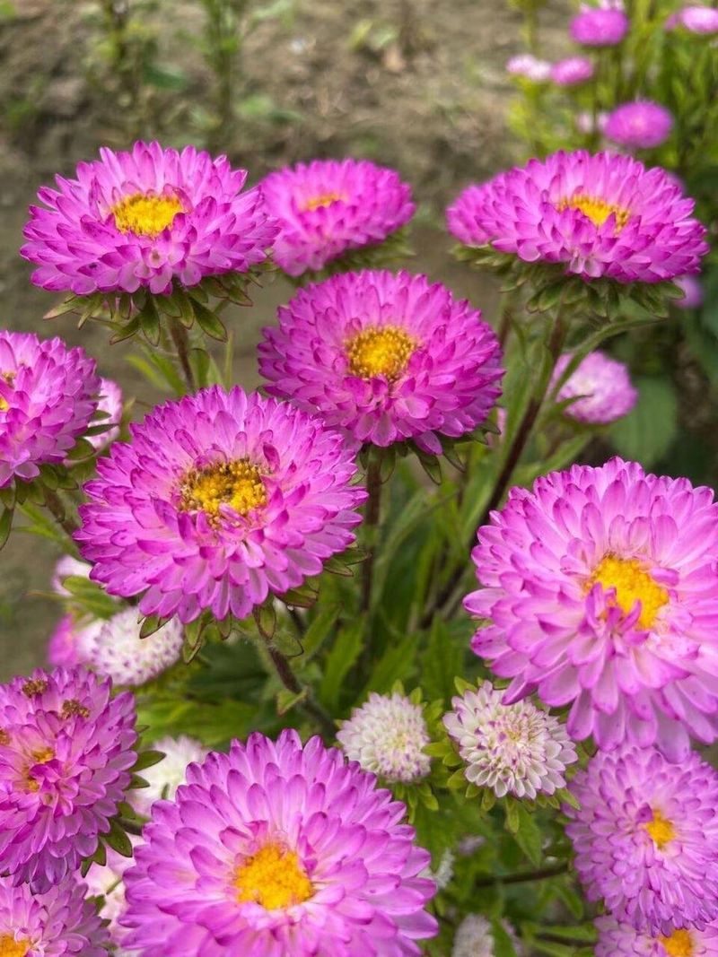 波斯菊种植方法图解