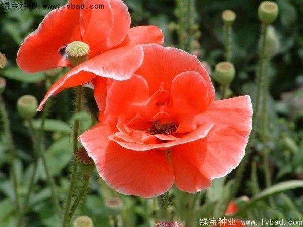 天竺葵种子什么时候播种？