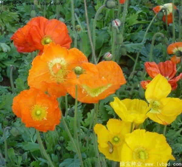 自己天竺葵种子种植方法