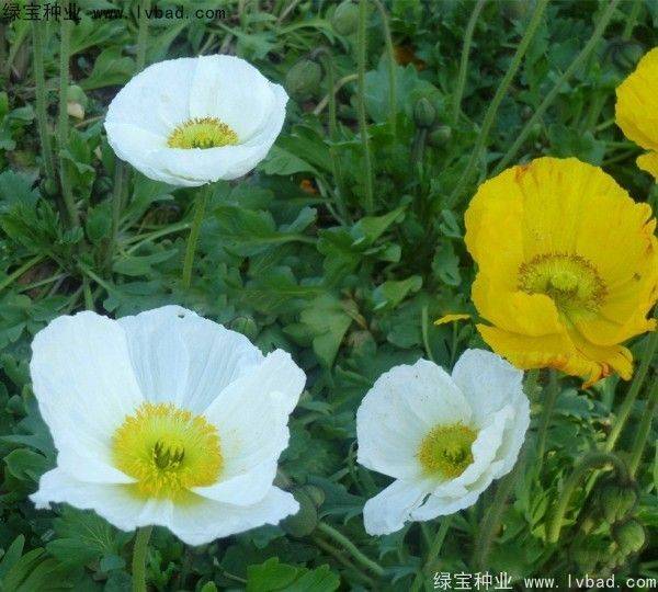 自己天竺葵种子种植方法