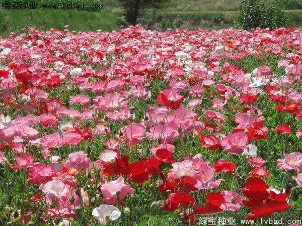 自己天竺葵种子种植方法