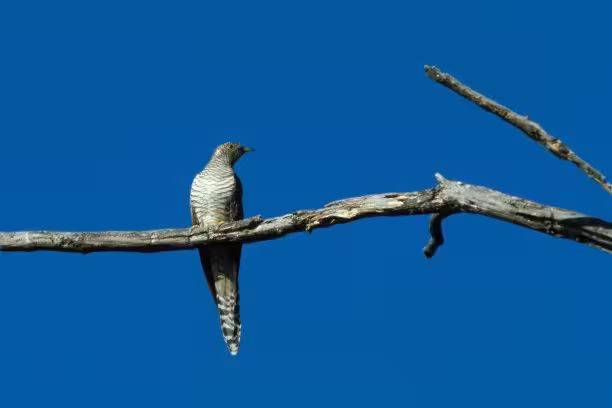 杜鹃花的种植方法
