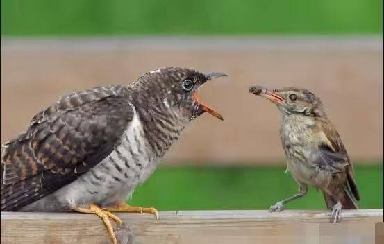 杜鹃花的种植方法