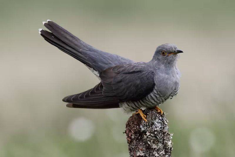 杜鹃花的种植方法
