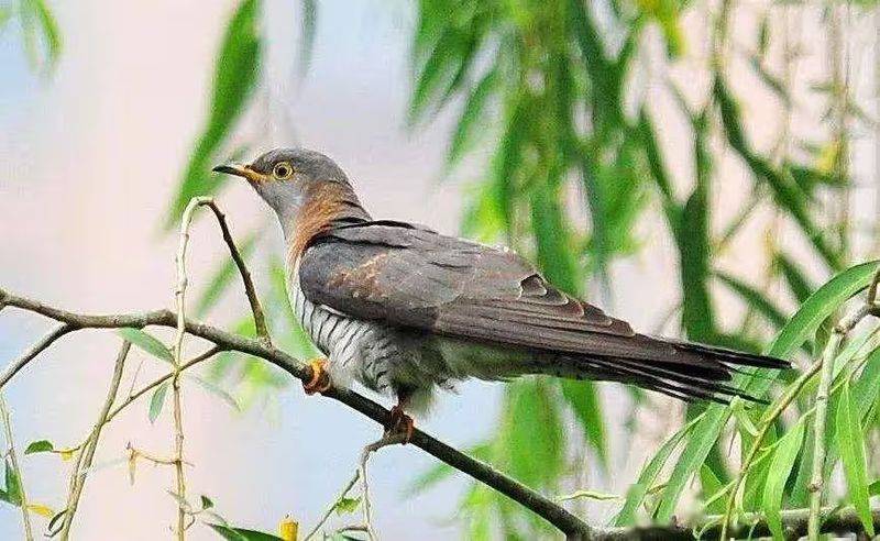 杜鹃花的种植方法