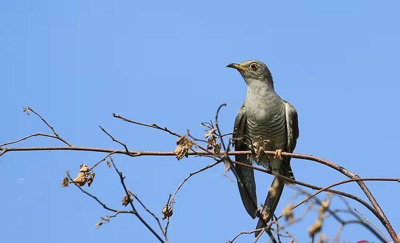 杜鹃花的种植方法