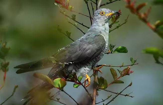 杜鹃花的种植方法