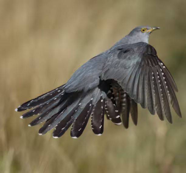 杜鹃花的种植方法