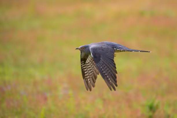 杜鹃花的种植方法