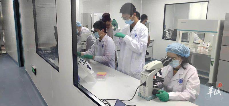 巴马香猪一只多少钱