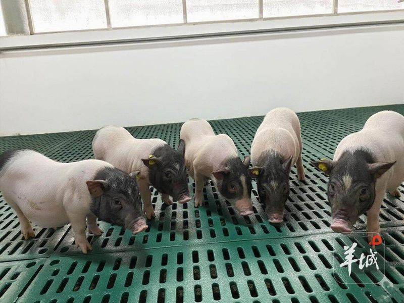 巴马香猪一只多少钱