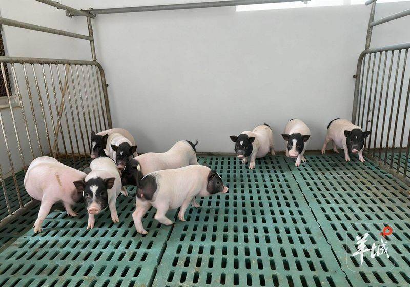 巴马香猪一只多少钱