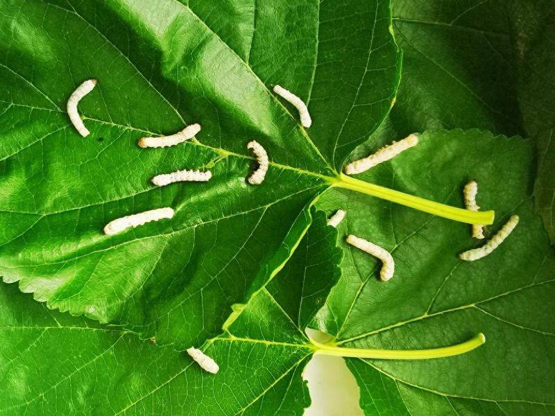 桑树种植技术要点