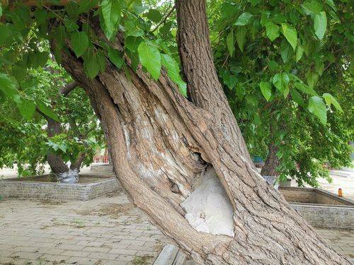 桑树种植技术要点