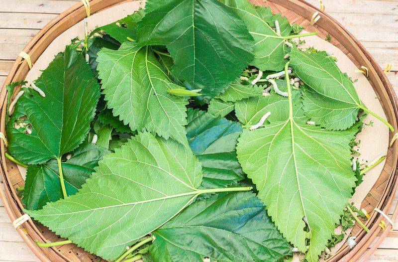 桑树种植技术要点