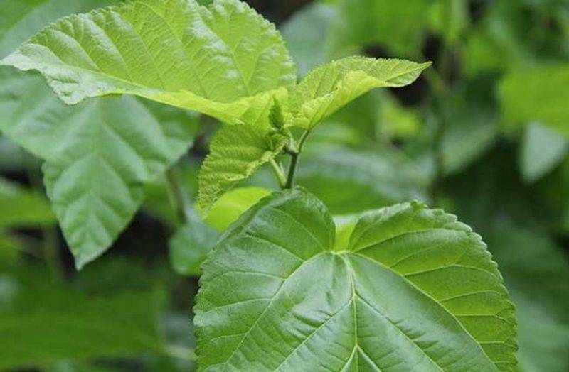 桑树种植技术要点