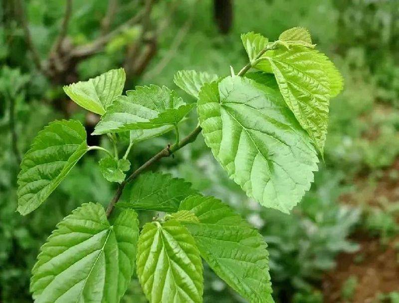 桑树种植技术要点
