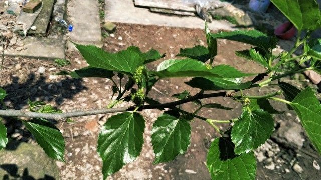桑树种植技术要点